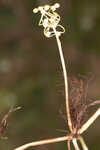 Carolina grasswort